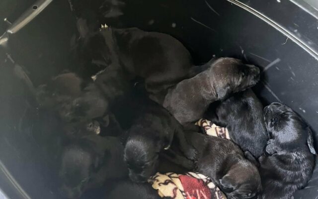 Abandoned Puppies Found in Tote in Fort Dodge Finding Care Through Area Rescues