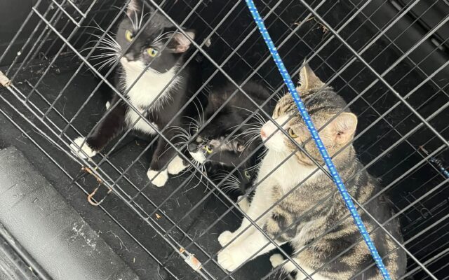 Webster County Animal Protection Seeing Increase in Number of Abandoned Animals