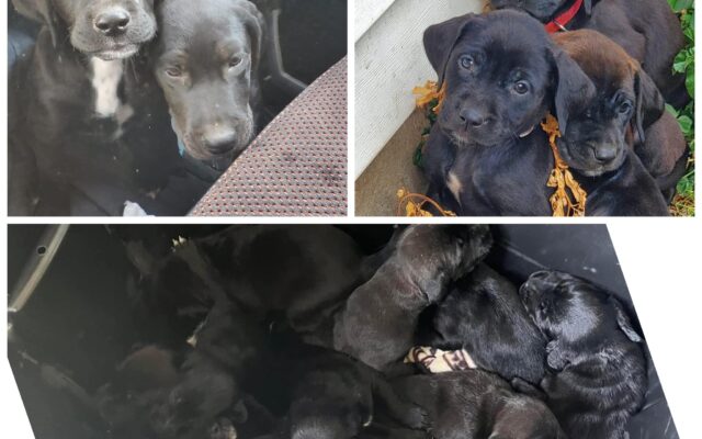 Second Chance at Life for Puppies Dumped in Fort Dodge Three Months Ago