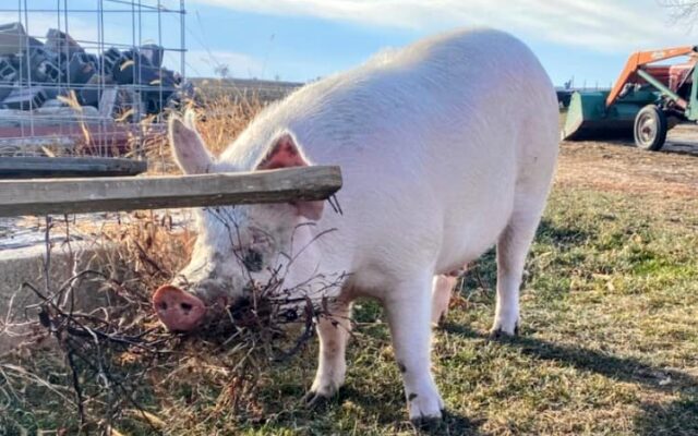 Community Helps Goldfield Rescue Ranch Raise Money For Pig Rescue Barn